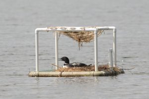 Loon nest